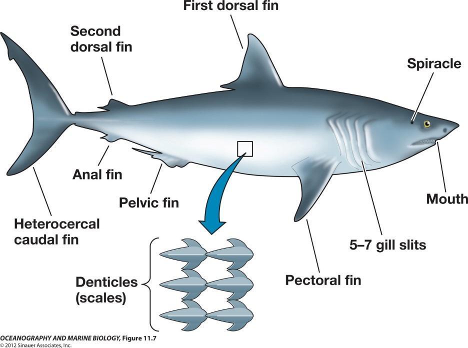 1. Chapter 1 The Chondrichthyes Sharks, rays, skates and chimaeras belong to the cartilaginous fishes (Chondrichthyes) rather than to the bony fishes (Osteichthyes).