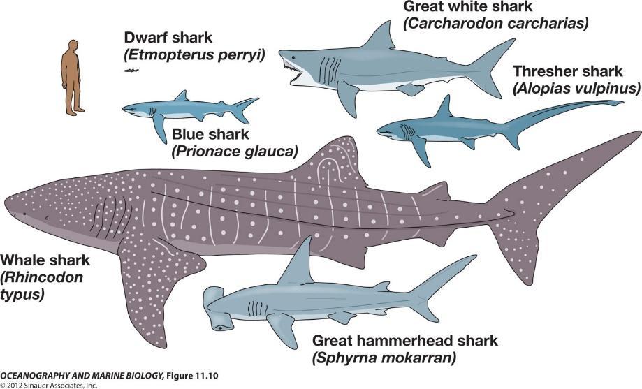 Sharks are predatory animals and are integral parts of marine ecosystems. Located on the third and fourth trophic levels, many sharks are considered apex predators within ecosystems (Klimley, 2013).