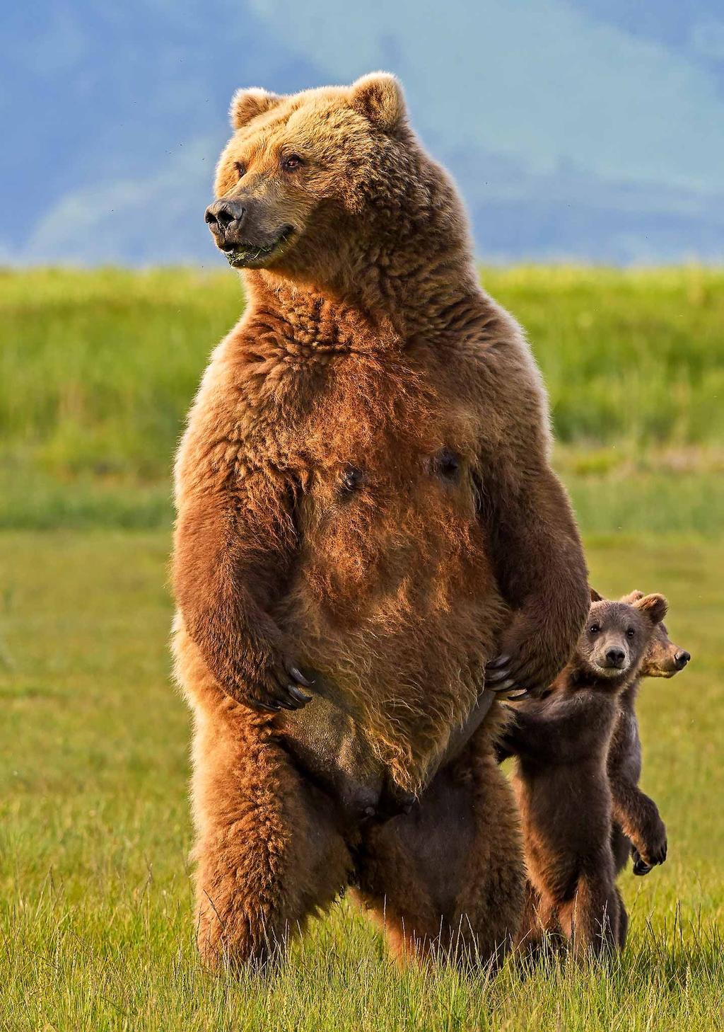 Bears of Katmai - A Photo Expedition with Barbara Eddy Aug 28 - Sept 3, 2019 7 days/6 nights -