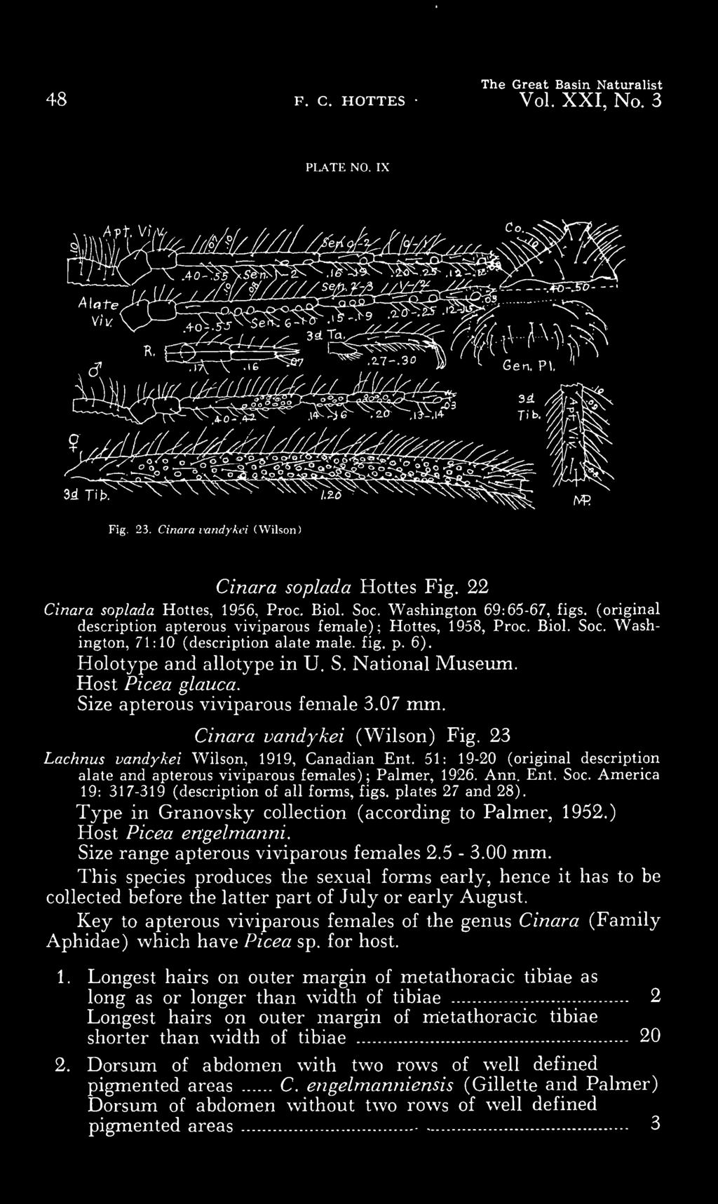fig. p. 6). Holotype and allotype in U. S. National Museum. Host Picea glauca. Size apterous viviparous female 3.07 mm. Cinara vandykei (Wilson) Fig. 23 Lachnus vandykei Wilson, 1919, Canadian Ent.