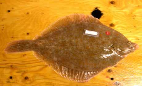 6 Fig. 2. DST tag attachment site on yellowtail flounder along with a Peterson Disc.