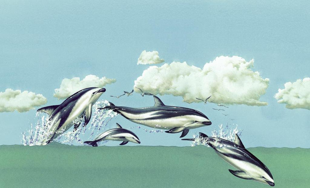why do dolphins play and leap? I m a mammal so I have to breathe air.