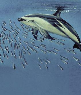America. We live in groups called pods, sometimes with 1000 or more dolphins.