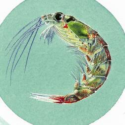 We eat small fish and tiny shrimp called krill.