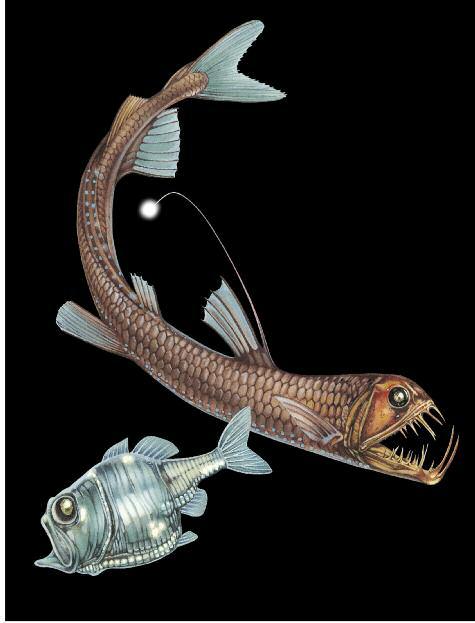 i can also turn off the headlights under my eyes. I am a viperfish. I have a special light organ at the end of a spine on my back.
