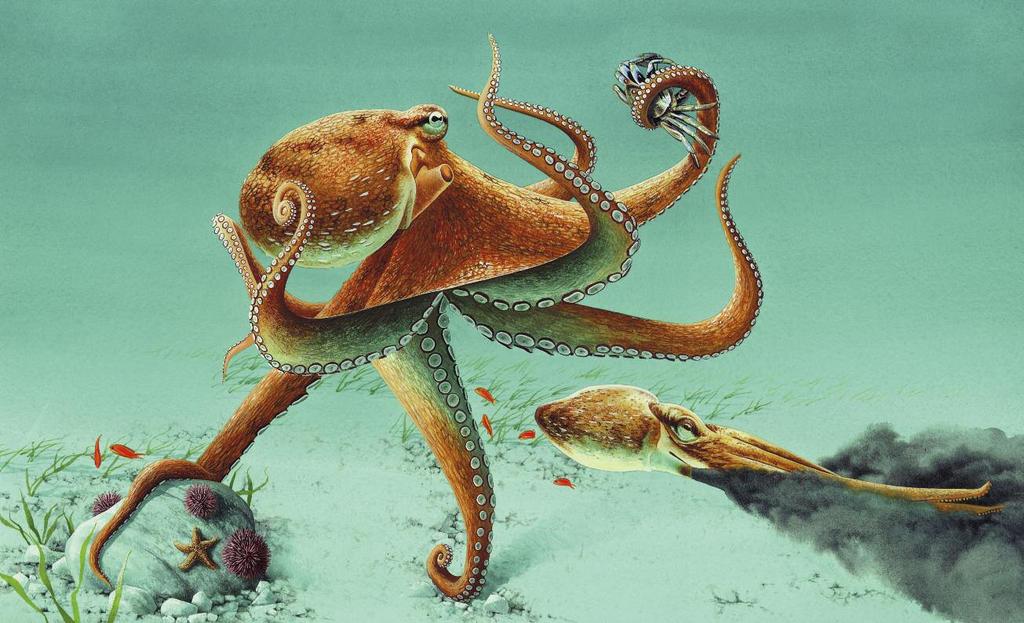 what does an octopus use its arms for? Iam a red octopus. I live in the Pacific Ocean You ll find octopuses big and small in all the world s seas and oceans.