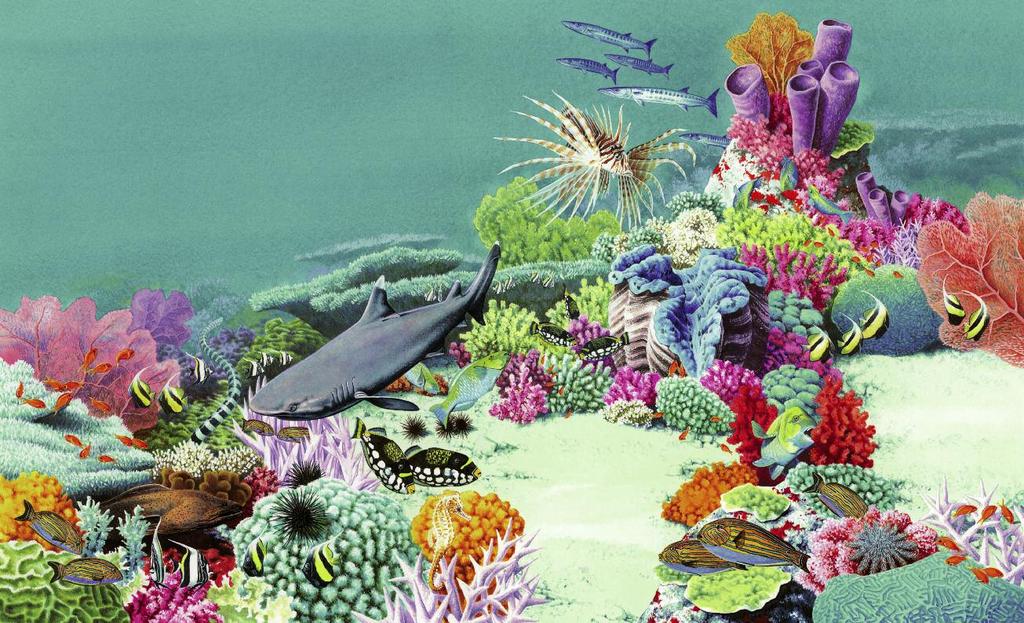 which animals live on a coral reef? I am a coral polyp. I m just a tiny fraction of an inch across. Those wavy tentacles catch my food for me. At my base, I have a hard skeleton.