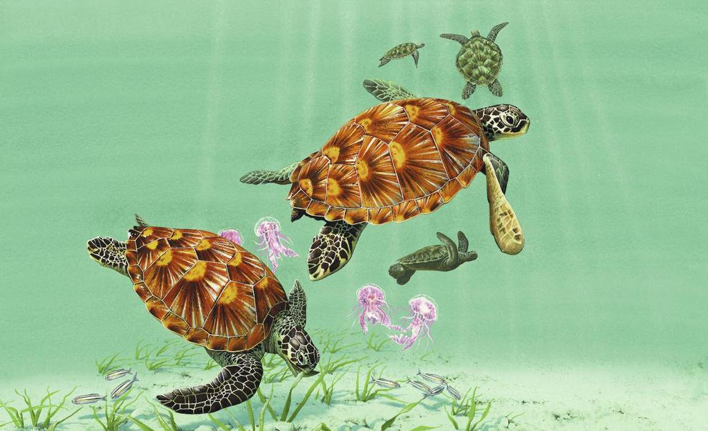 why do turtles swim long distances? I swim more than 1000 miles to the tiny island of Ascension in the Atlantic Ocean to lay my eggs.