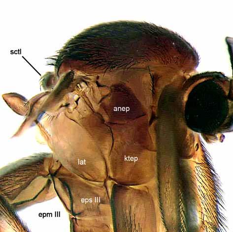 Palpus reduced to single small palpifer and a rounded distal segment with a few setae. Occiput dark brown, yellow brown close to the eyes (Fig. 4). 3 1 2 4 FIGURES 1 4.