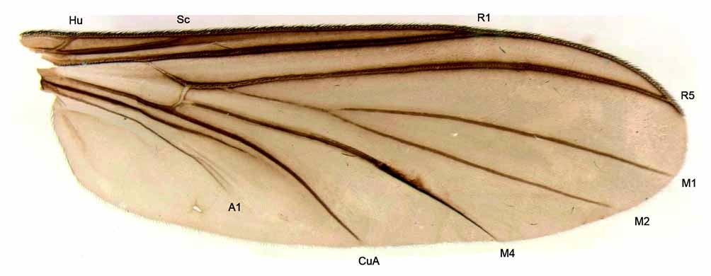 Apex of hind tibia with a regular row of longer setae along distal margin. Tibiae and tarsi with setae arranged in regular rows. Tarsal claw with three basal teeth (Fig. 6) Wing.
