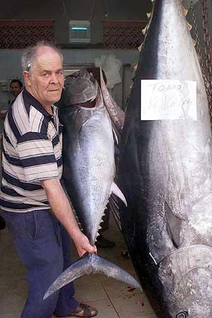 Blue fin tuna Average Body Length (St.Dev) per year 2.