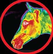 Stress in racehorses º Infrared thermography (IRT) non-invasive