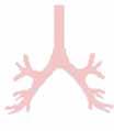 7.2.4 Resistance: Bronchial tree The bronchial tree in the Dynamic Lung shows resistance (Rinsp) breath by breath relative to "normal"