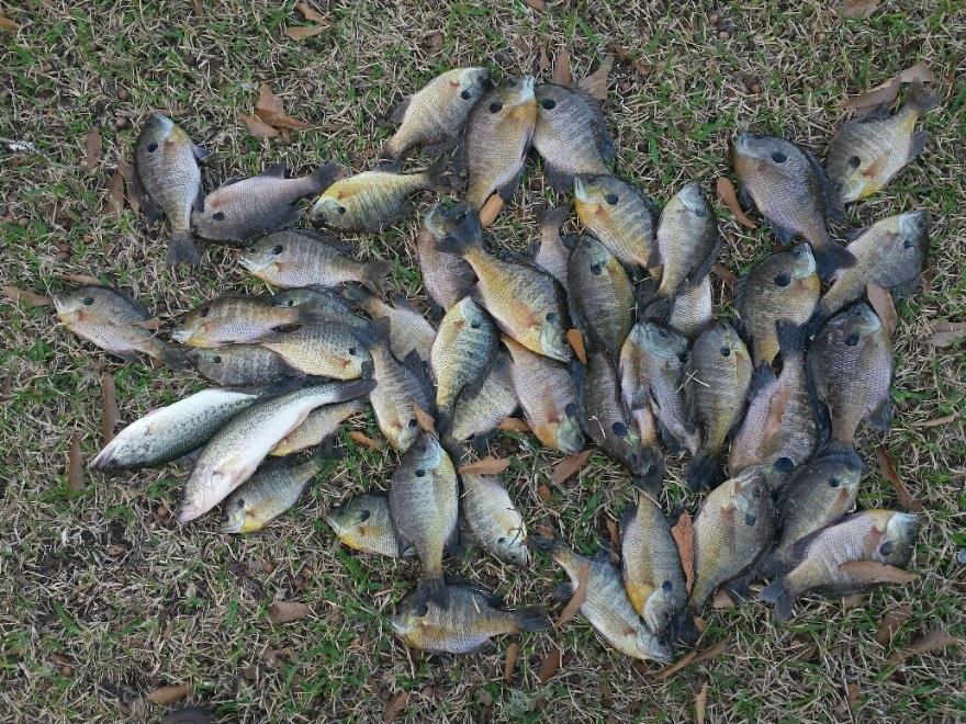 Bream fishing has been improving. Veteran anglers are pleased with their success rate, particularly at the numbers of shell crackers they have been catching.