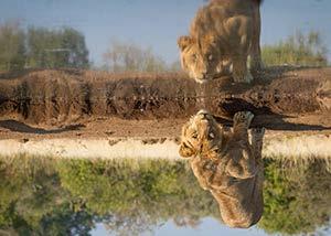 stay at the height of the dry season many animals frequent the waterholes from the far reaches of the dry countryside. Inside the blinds, you are seated so that your head is at ground level.