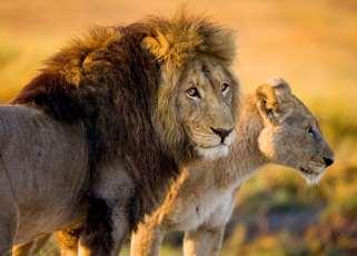Lion & Safari Park, Johannesburg, South Africa a leading tourist destination is introducing its new Voluntourism Programme for 2017 Our volunteers get to meet some of Africa s most