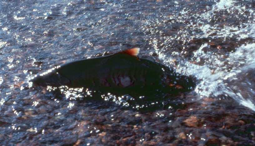 Copper River Salmon-Workshop I Salmon Management Systems Protection of Wild Salmon