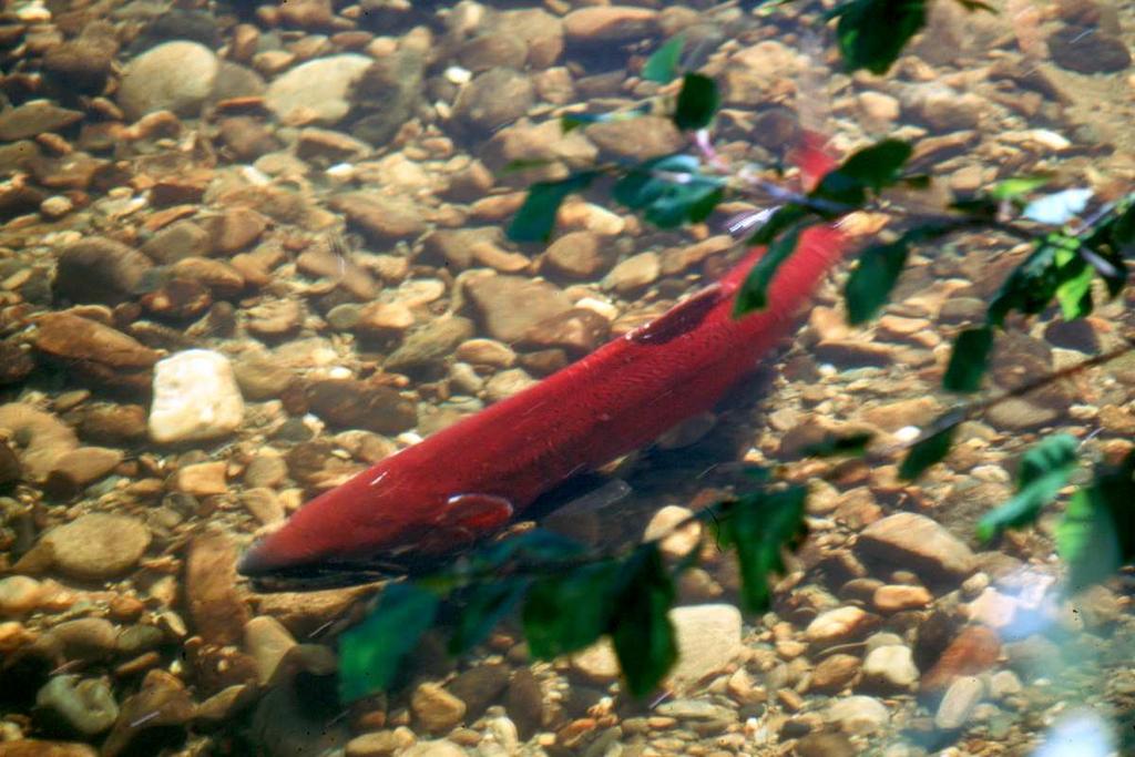 Salmon Management