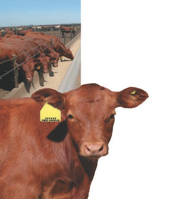 either a Visual Tag only, or Combination: Visual Tag & RFID Tag No Enrollment Fee Traceability to at least 50% Red Angus Bloodlines Source