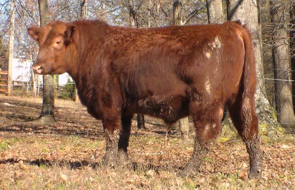 Lot 15 ranks near the top of the breed for growth, milk and ribeye area. Base price: $ 2000.00 PIE Legend 468. Eleven sons selling, including Lots 15-17.