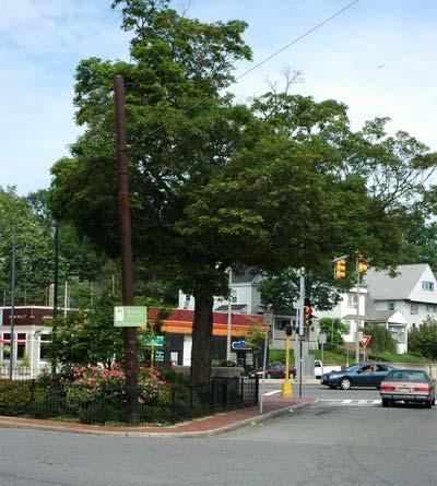 Streetscape Guidelines Review: RECOMMENDED PALETTE Street trees