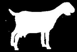 Katy Trail Alpines Dairy Goat Essay Contest Eligibility: The contest is open to all active 4-H members enrolled in the dairy goat project for the current 4-H year.