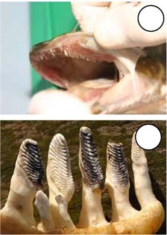 Use appropriate references to determine the species taxonomic group. Identify the external anatomy. Measure and describe the body length, body shape and the spread of the jaws (gape).