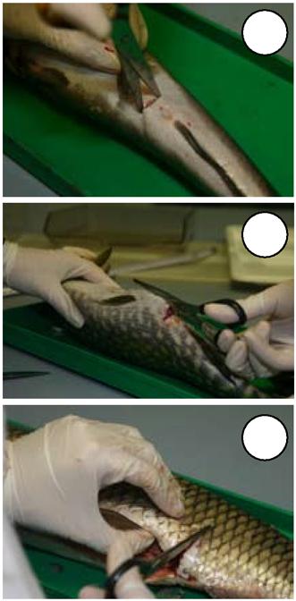 5 Investigate how the teeth of your fish are placed and what they look like. Extraction of teeth from carnivorous fish (fig. 3) WARNING! It should be done very carefully, to avoid injury.
