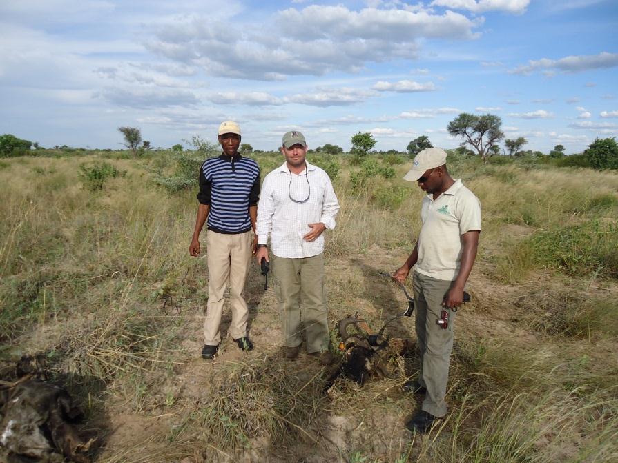 Moses Selebatso, far right, a CKGR researcher doing his PhD on the wildebeest, was disappointed to find a valuable study animal had been killed by lions only 2 months after being collared in Khutse.