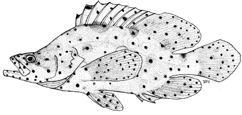 click for previous page Groupers of the World Cromileptes Swainson, 1839 llllllllllllllllllllllllllllllll 63 SERRAN Cromil Cromileptes Swainson, 1839:201; type species, Cromileptes altivelis Swns.