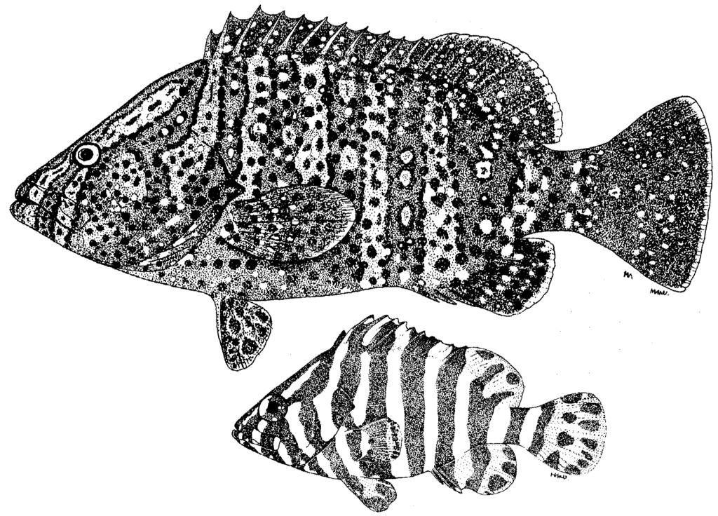 Groupers of the World 65 Habitat and Biology: Species of Dermatolepis are secretive coral-reef fishes reported from depths of 10 to 213 m.