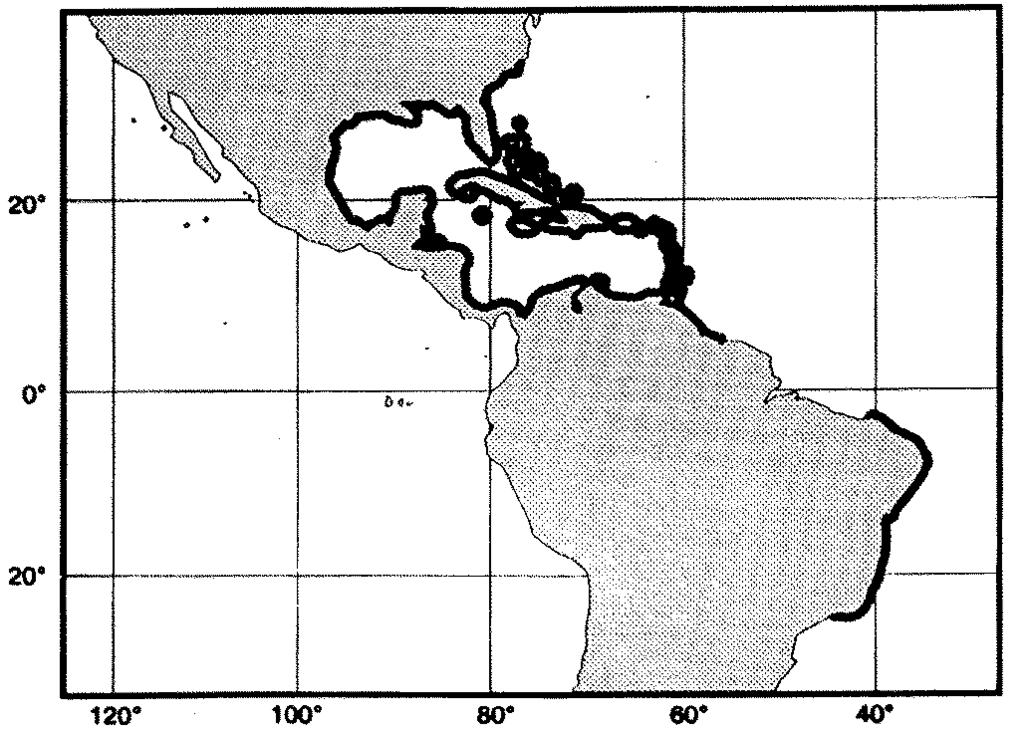 Groupers of the World 67 FAO Names: En - Marbled grouper; Fr - Mérou marbré; Sp - Mero marmol. ADULT JUVENILE Fig.