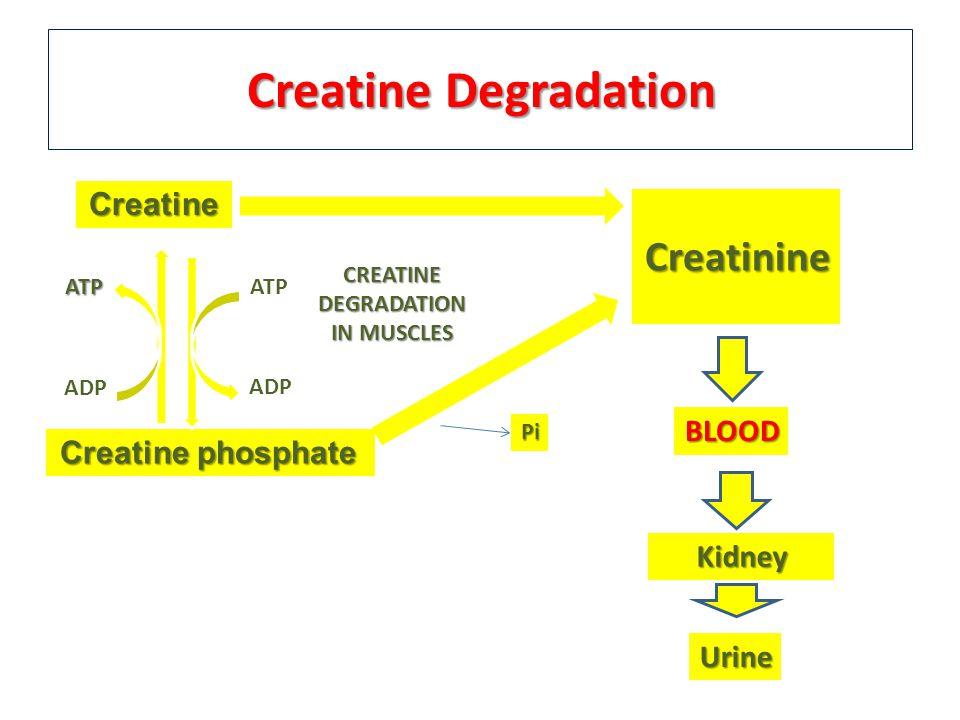 Renal considerations H2O AATP Creatine ATP Creatine degradation in