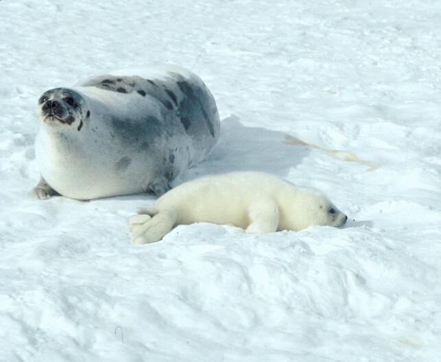 Context : The Harp seal is an abundant, medium-sized seal which migrates annually between Arctic and sub-arctic regions of the north Atlantic.