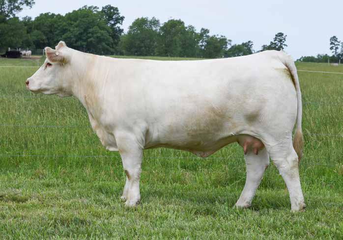 Flush & Semen 12 Selling Guaranteed Successful Flush & Semen CONLEY NANCY D6 1/5/2016 F1223148 POLLED n She is the FIRST born progeny of the great M&M Outsider!