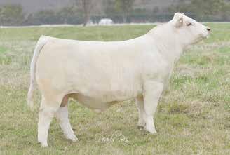 This heifer is one of the last and most likely the BEST daughter of the recently deceased M6 Ms 761 Nancy 6100 P ET!