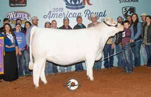COVERGIRL EPDs: 7.4-0.3 32 60 12 4.9 28 0.9 203.12 n The mating of M&M Outsider to this heifer s dam was a brilliant move and explained by Clayton as follows.