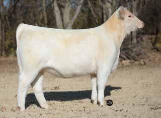 Jerry Arthur will bring this outstanding, perfectly made pen of heifers to the National Western Stock Show to make a statement of just how good his herd sire is.