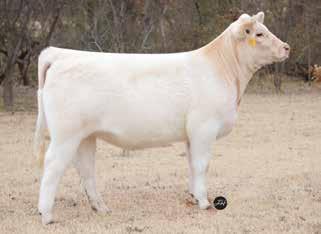 n Their sire CCC Major Impact 613 sparked interest in the breed when he was the lead off bull in the Cody Cattle Company Reserve Grand Pen-of-Bulls in 2017.