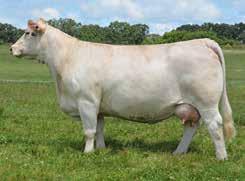 EPDs: 8.6-0.1 46 85 17 8.9 40 1.1 226.05 n The buyers of these genetics will get in on the ground floor of two of the most widely admired animals in the breed today.
