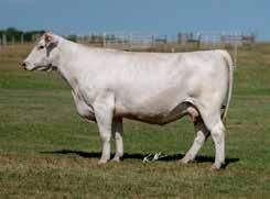 A one-half interest in her sold in 2017 for $45,000 to Grand Hills Cattle LLC. Her progeny sired by Fire Water & Turton have dominated the show circuit and sale ring.