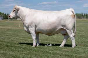 These embryos are sired by the newest, most exciting herd sire on the planet and not just because he was lost early in life and semen supplies are limited!