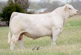 Now you can throw in his weaning weight performance of 889 lbs. to ratio 112 and you ll soon see where this is going mated to the donor dam of this lot.