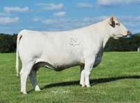 The dam of these embryos was a past Junior National Grand Champion and then produced a Junior National Grand Champion.
