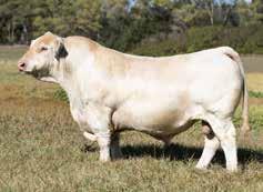 embryos(conventional): PVF Ridge 7142, M899820 x OBG Elvira 4303 Pld, F1013185 n Sired by the now deceased PVF Ridge 7142 that sold for $92,000 in the Prairie Valley