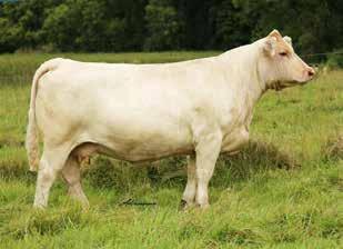 The dam of these embryos is now owned by Grand Hills Cattle is the dam of LT Reward 2348 Pld purchased by Link & Bracewell.