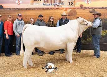 They knew he was something special as a big footed, smooth package. His sire Spur Encore 1A444 was purchased out of the 2014 Silver Spur Ranch exciting Denver Penof-Three Bulls for $18,000.
