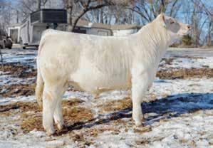 4 Selling Choice of Benes Pen-Of-Bulls n The Benes family has been in the purebred Charolais business for 50 years consecutively with their first cows going into production in 1969, so it is a