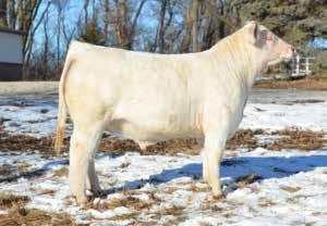 47 n This Resource son has a low birthweight out of a first-calf LT Ranch Ledger that would be safe to use on heifers but with enough growth and power to use on cows.