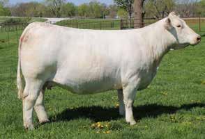 Choice of Herd Flush 9 Selling Guaranteed Flush Choice of Grand Hills 100% Owned Donors n That s right, your choice to flush any